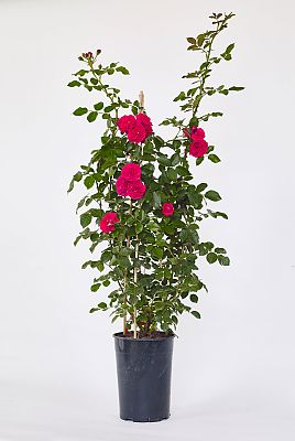 Kletterrose ”SCHAUM