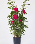 Kletterrose "SCHAUM", Schade, 2023.